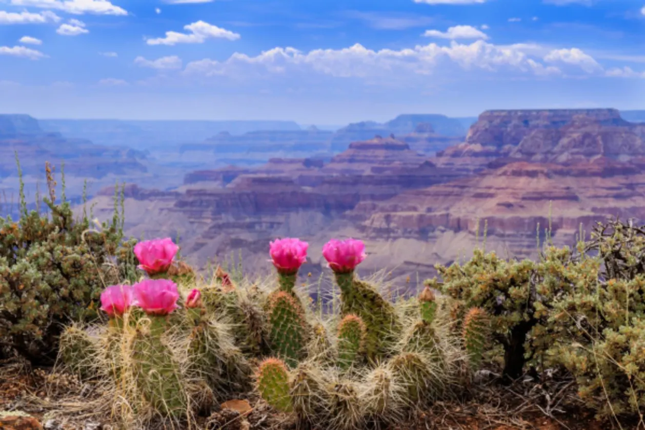 Prickly pear cactus blooms on the Grand Canyon rim